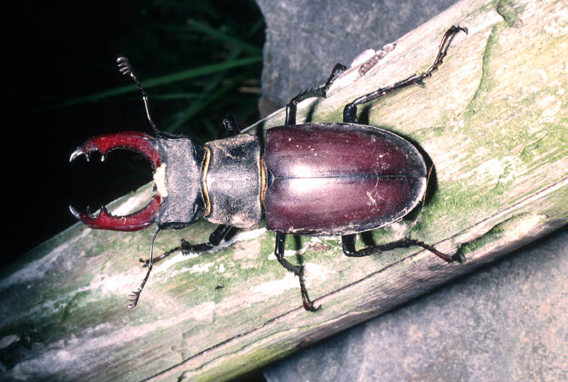 mâle de Lucane 