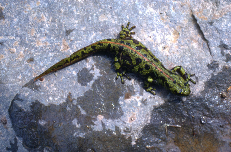 Triton marbré 