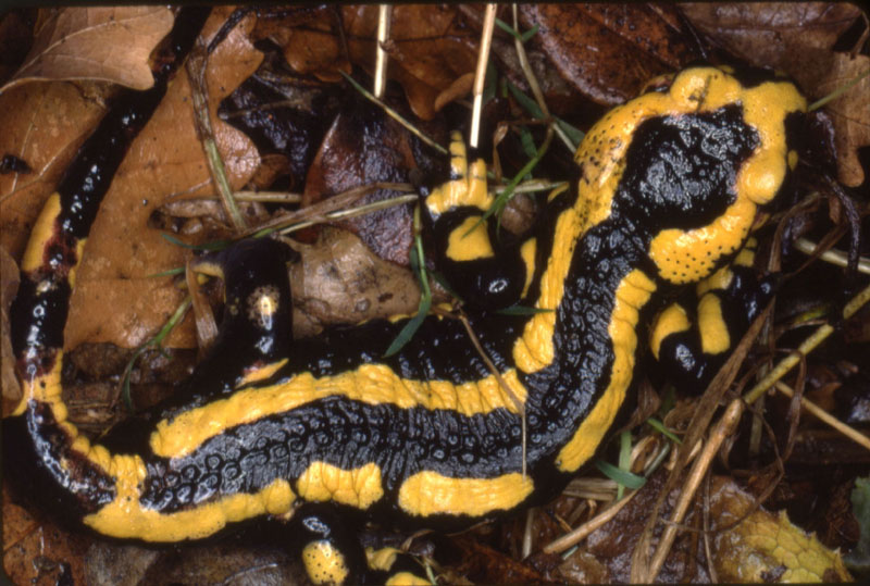 Salamandre
