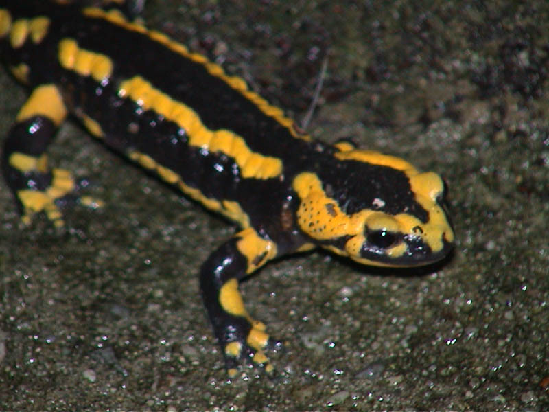 Salamandre