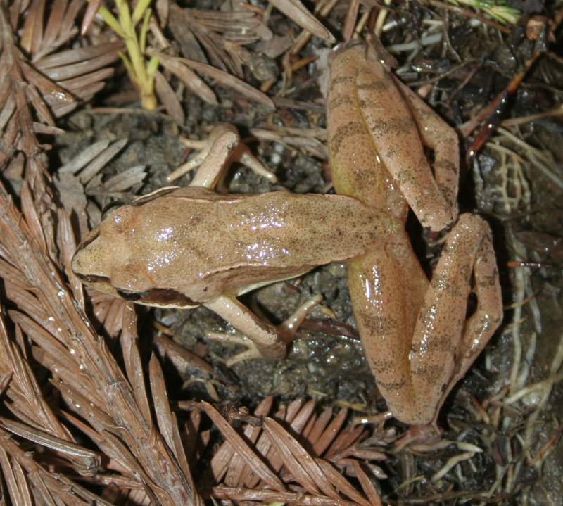 Grenouille rousse