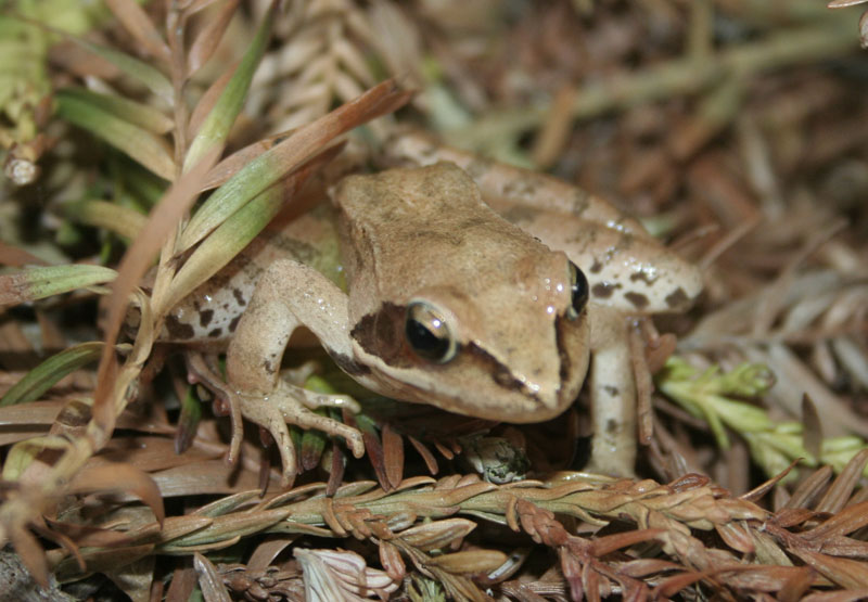 Grenouille rousse