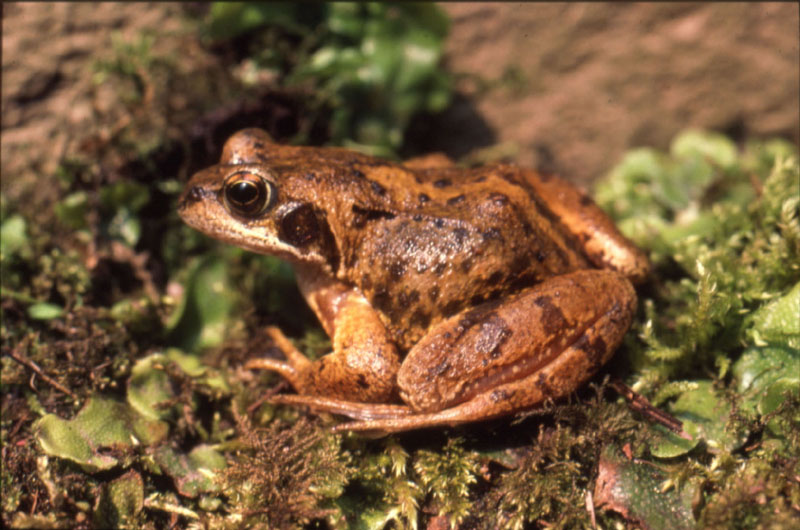 Grenouille agile