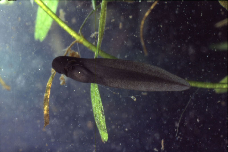 Têtard de grenouille verte
