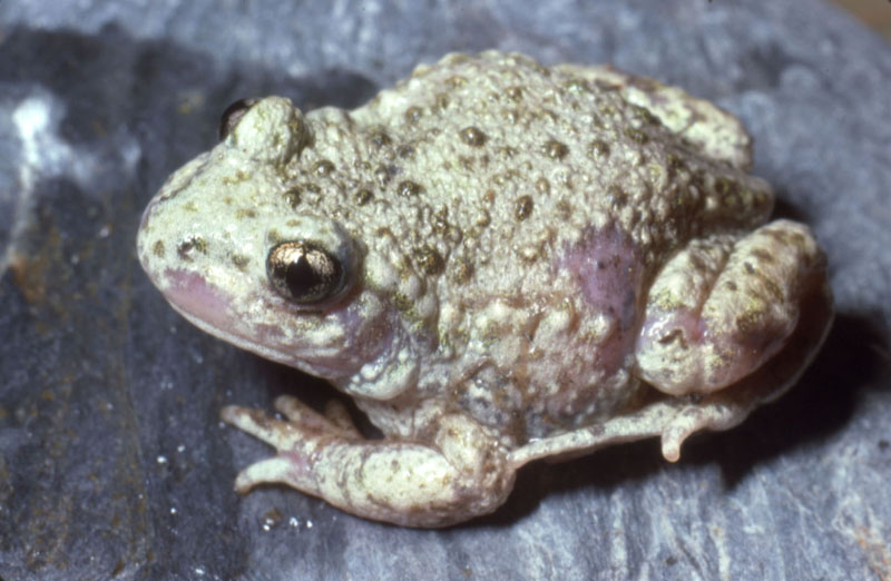 Crapaud accoucheur