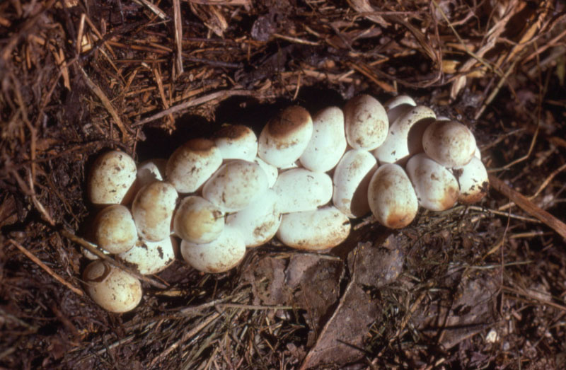 Œufs de couleuvre à collier