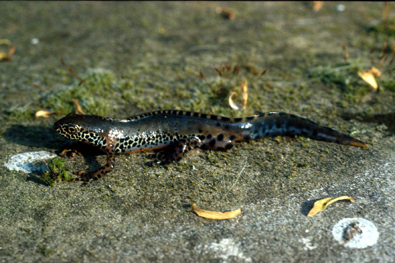Triton alpestre