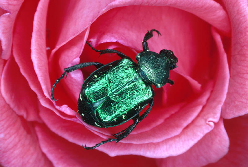 Cétoine 