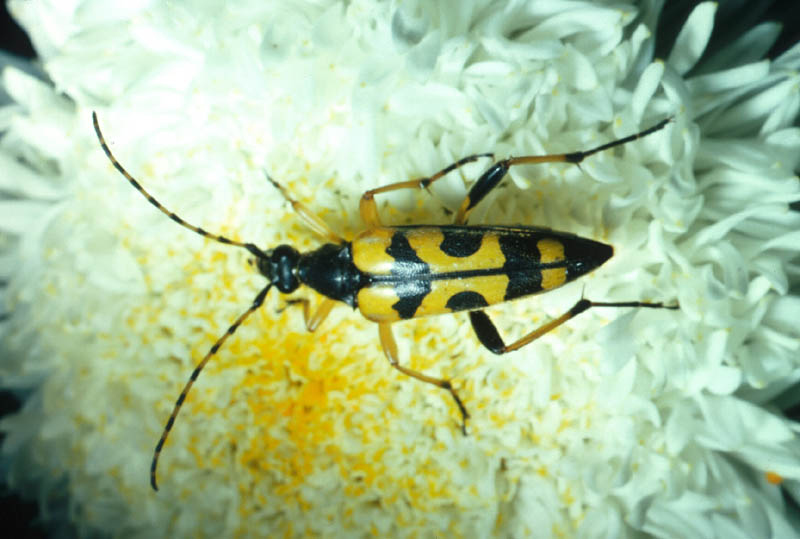 Lepture maculé 