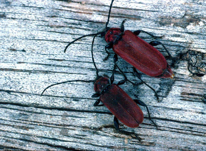 Pyrrhydies sanguines 