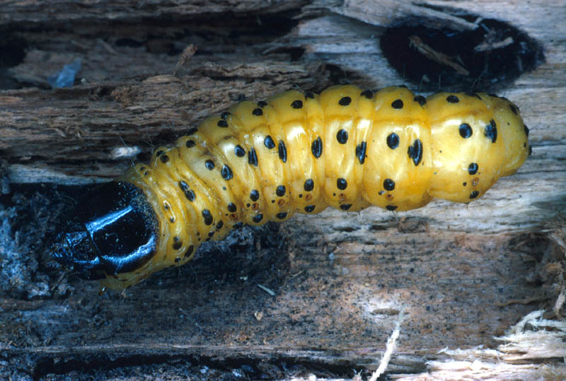 Chenille de Zeuzère 