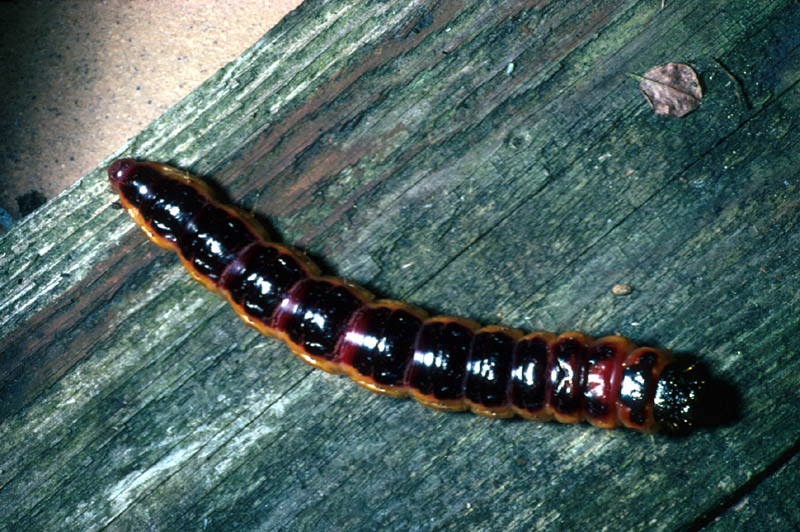 Chenille de Cossus gâte-bois 
