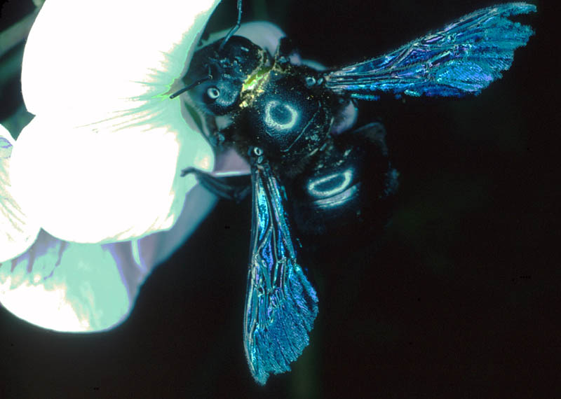 Xylocope 