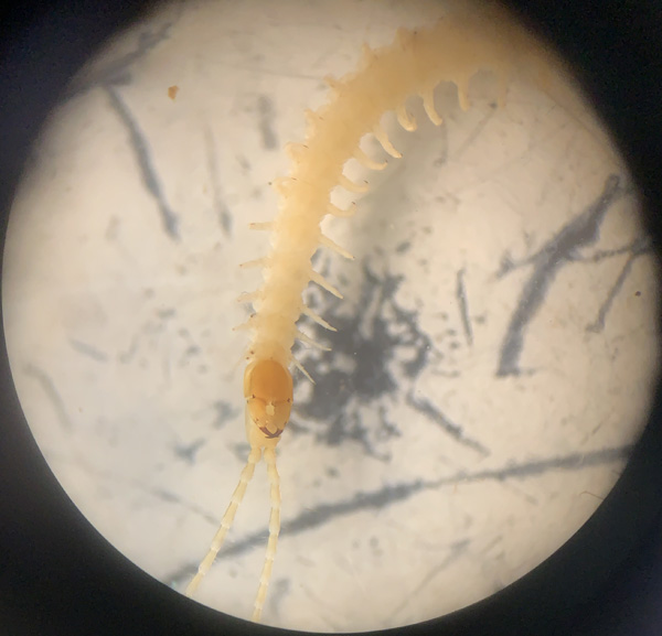 F2023 myriapode